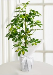 Schefflera Canlı Saksı Bitkisi